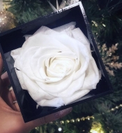 Белая стабилизированная роза в коробке: