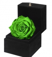 Композиция из стабилизированной зеленой розы  в подарочной коробке