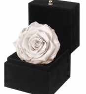 Композиция из стабилизированной белой розы  в подарочной коробке