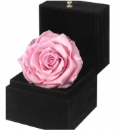 Композиция из стабилизированной розовой розы  в подарочной коробке