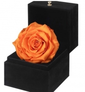 Композиция из стабилизированной оранжевой розы  в подарочной коробке
