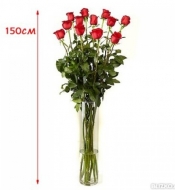 Роза гигант 150 см