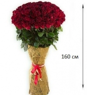 Красные розы Эксплорер 160 см