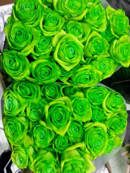 Крашеные розы зеленого цвета