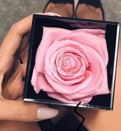 Розовая стабилизированная роза в коробке