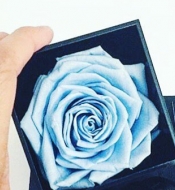 Голубая стабилизированная роза в коробке