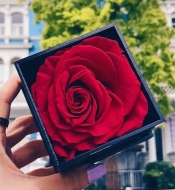 Красная стабилизированная роза в коробке