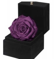 Композиция из стабилизированной фиолетовой розы  в подарочной коробке